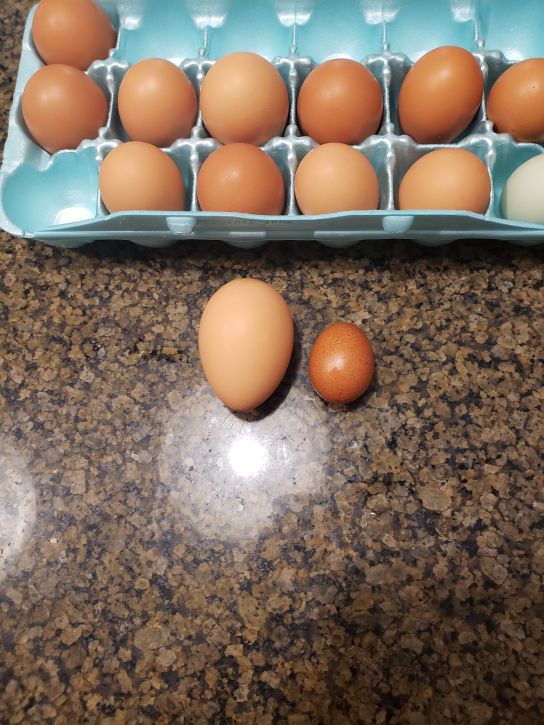 Eggs.  Look at the size difference.