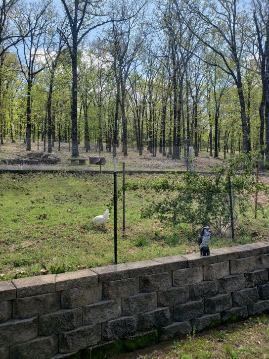 Second chicken yard expansion - above the wall, the entire back yard. (1)