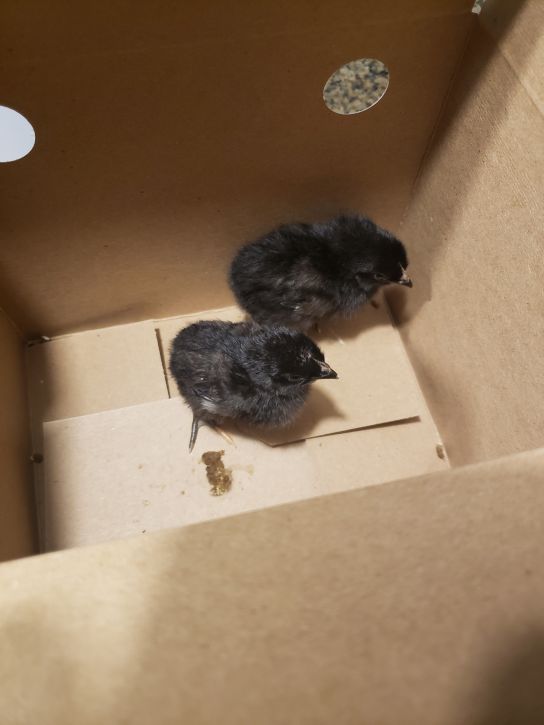 Black Chicks - Our newest